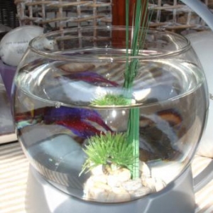 Poissons Exotiques d'eau douce