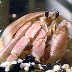 Le Bernard l'hermite terrestre Le Bernard l'hermite terrestre