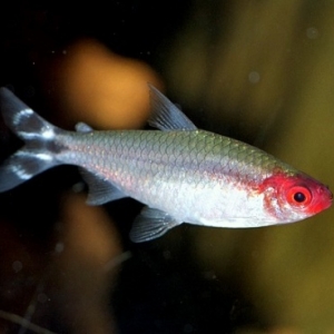 Tetra à nez rouge - Hemigrammus Rhodostomus  2,95 euros