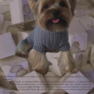 cardigan cote cardigan cote