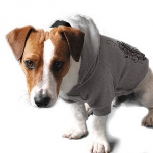 Collection speciale bouledogue francais Collection speciale bouledogue francais