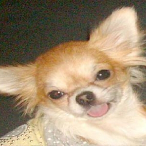 les chichis de nathalie de Ougree