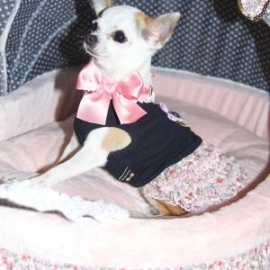 Cloe le chihuahua de alain et francoise de Gembloux