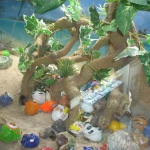 vue d'ensemble de nos bernard l'hermite vue d'ensemble de nos bernard l'hermite