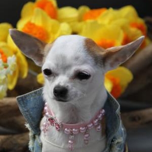 cloe la petite femelle chihuahua de Francoise et Alain de Gembloux