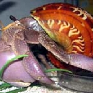 Le Bernard l'hermite terrestre Le Bernard l'hermite terrestre