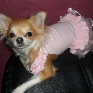 Kendra ,un des chichis de nathalie de Ougree