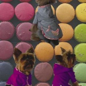 modele macaron modele macaron