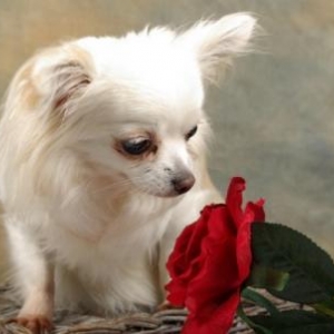 cerina ,le chihuahua de Madame dominique de fleurus 