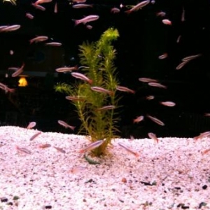 Poissons Exotiques d'eau douce