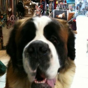 Rocky un saint Bernard de 90 kg ! pour qui nous avons fait realiser un superbe collier de 85 cm !