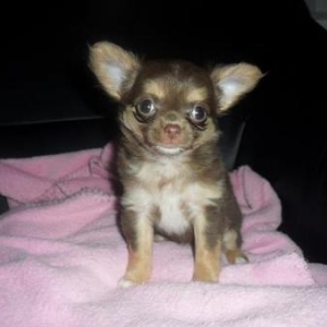 lolita ,le nouveau petit chihuahua de nathalie de ougree