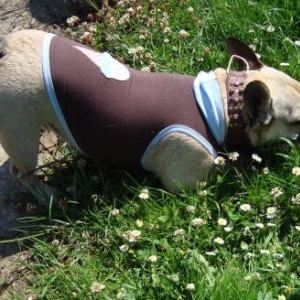 Collection speciale bouledogue francais Collection speciale bouledogue francais