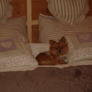 un petit chien propre et bien eleve est le bienvenu