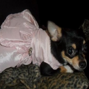 shaana ,un des chichis de nathalie de Ougree