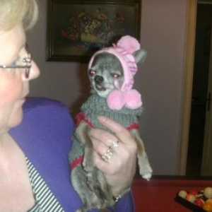 chiwa avec son petit bonnet