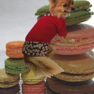 modele oxford modele oxford