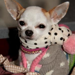 cloe le chihuahua de alain et francoise de Bossiere