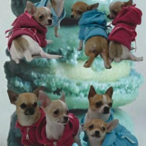 modele amelia modele amelia