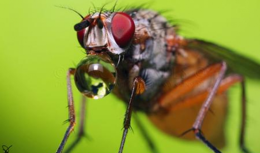 Une mouche repue qui regurgite un peu de miel. 