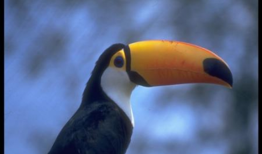 Toucan