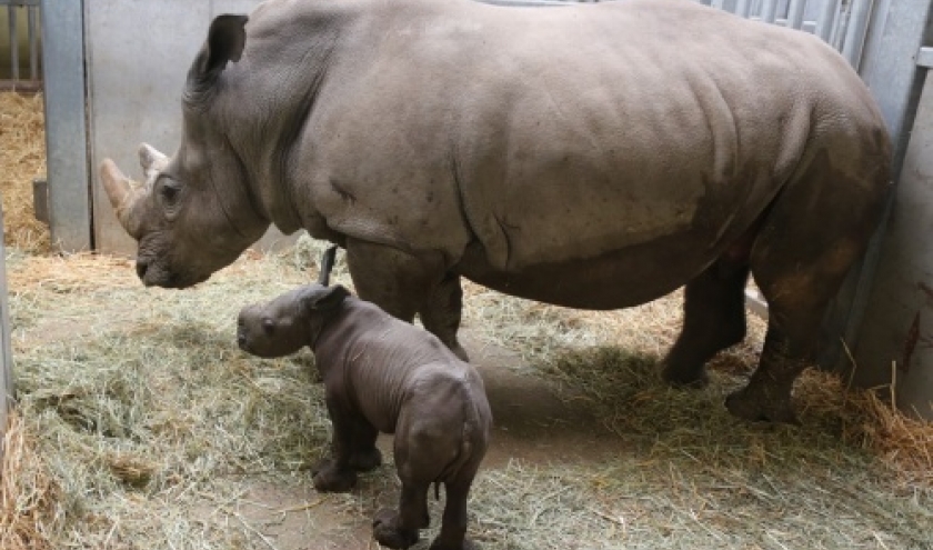 Naissance d’un Rhinocéros blanc du Sud à Pairi Daiza !