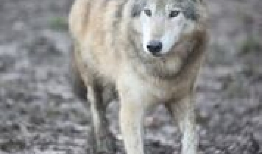 Première meute de loups à Pairi Daiza