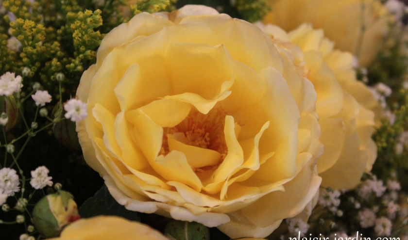 La rose "Jean Robie" © "Plaisir-Jardin.com"