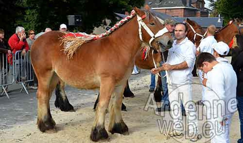 Cheval de trait ardennais-477