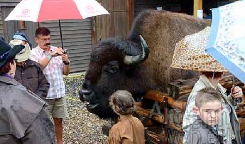 indian festival 2011 de la ferme des bisons de Recogne