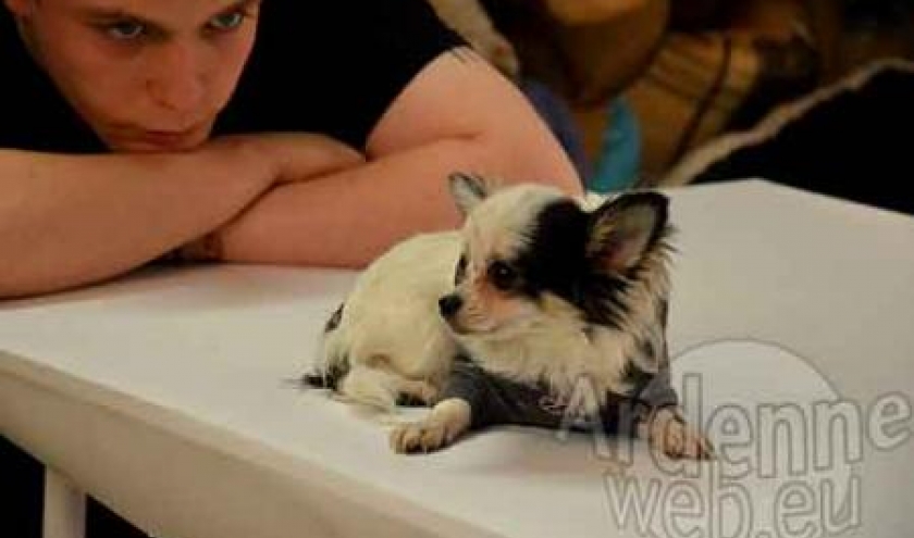 concours du plus beau chien du monde - photo 4852