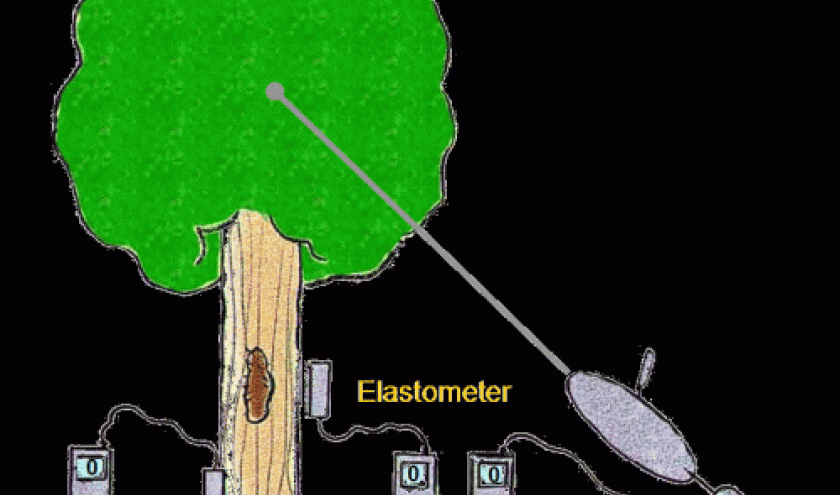 Baum-expert Baum-expert