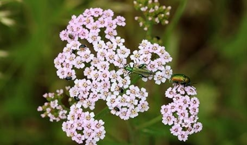 achilleamillefolium