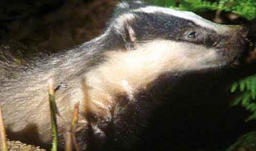 Le blaireau en Ardenne