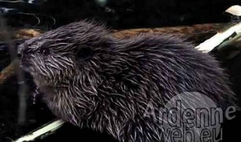 Le castor de Stavelot - video 02