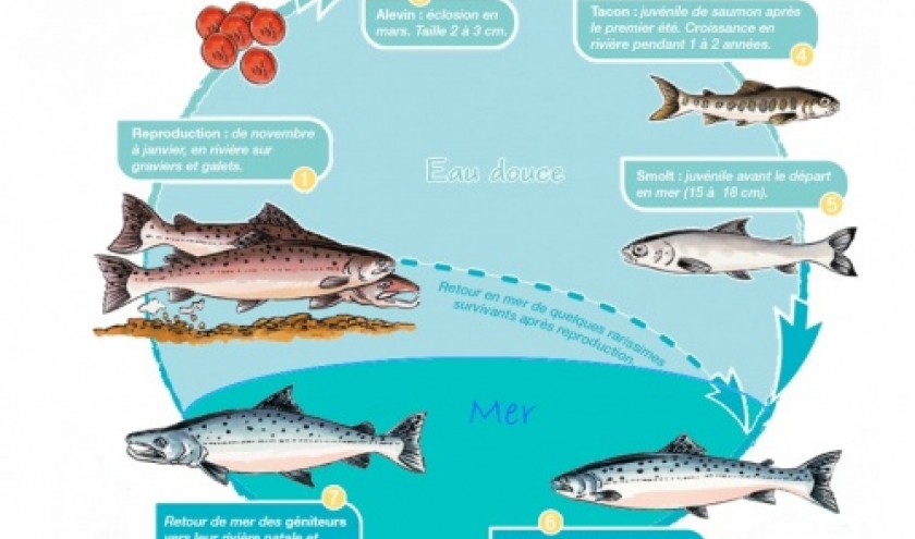 Le cycle du saumon