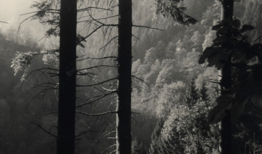 Recueil de textes wallons et français » par Manfred LEJOLY