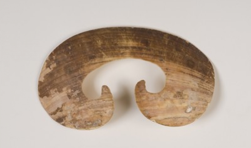 Parure de nez en coquillage bipane. Parure de nez en coquillage bipane.