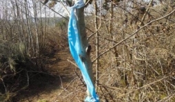 Sertomont Pavillon bleu, specimen