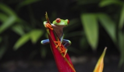 "Costa Rica, la Fievre verte", par Alain Basset