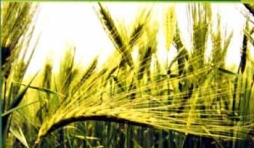 Oxfam. Magasin du Monde