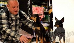 concours du plus beau chien du monde - video 02