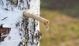  Fete du Bouleau 2019