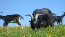 Chevres sur les prairies