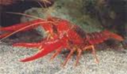 2 avril de 14 h a 17 h : Une decouverte des ecrevisses dans l'Our