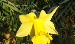 Cantons de l’Est                        Des jonquilles par milliers    