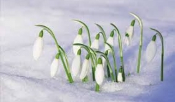 Li vint-treûs di djanvîr ( 23 janvier ) : Djoû dèl Fleûr dès nivayes.  