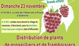 Distribution de groseilliers et de framboisiers a Gedinne !
