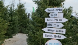 Foret de sapins namurois a Oostduinkerke, Coxyde