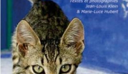 Mon chat, un fauve ? de JL Klein & ML Hubert  Editions Hugo&Cie.